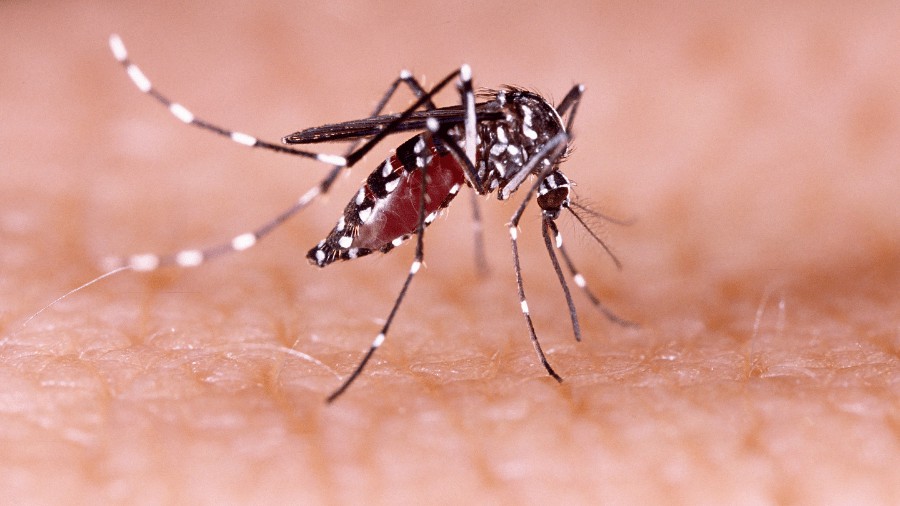 Wolbachia dalam Perang Melawan ...